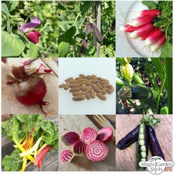 Légumes Bio pour Débutants pour Balcon & Jardin - Ensemble de Graines