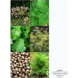 Magic Garden Seeds Klasszikus kenyérfűszerek - magszett
