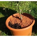 Organic Planting Granules for Raised Beds, Balcony & Potted Plants