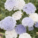 Jora Dahl Didiscus Caeruleus - Lace Mixture