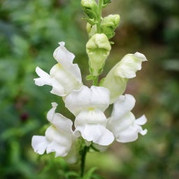 Löwenmäulchen 