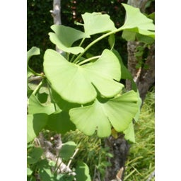 TROPICA Ginkgo - Albero di Capelvenere