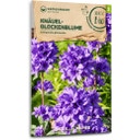 Flores Silvestres Bio - Campanula Agglomerata