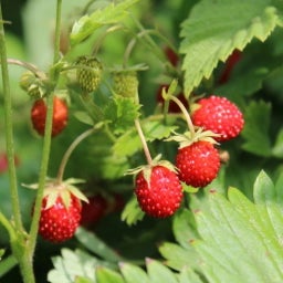 Own Grown Seme di Fragola per Balcone