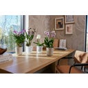 Bloempot - Vibes Fold Orchidee Hoog, 12,5cm - Transparant rood