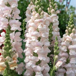 Costa Silver Snapdragons 