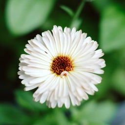 Jora Dahl 'Snow Princess' Marigolds