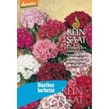 ReinSaat Baardanjer ''Dianthus Barbatus''