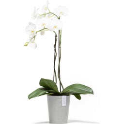 Ecopots Morinda Wit Grijs - Ø 17 cm, hoogte 19,5 cm