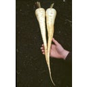 Culinaris Bio Pastinake Aromata - 1 Pkg