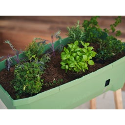 Gusta Garden Visoka greda Sammy Salad - brez pokrova - temno zelena