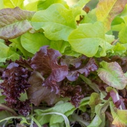 Own Grown Babyleaf Salladsblandning - Frömattor - 1 Paket