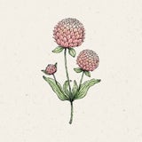 Jora Dahl Bolamarant "Salmon Pastel"