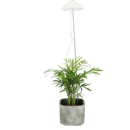 Esschert Design Pflanzenlampe - 1 Stk.